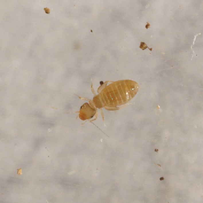 Les parasites répandus dans le corps de la personne