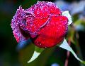 Copie