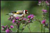 Oiseaux