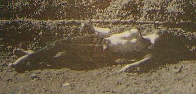 hebergeur image