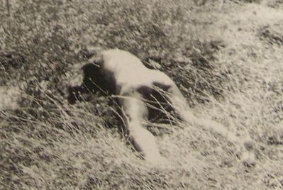 hebergeur image