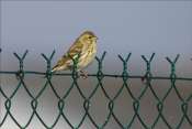 serin
