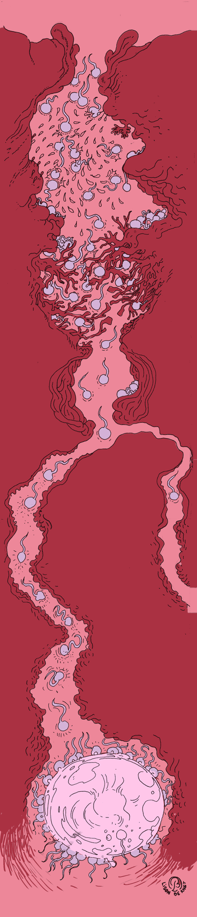 L'épopée des spermatozoïdes, lison bernet