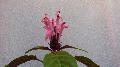 http://nsm06.casimages.com/img/2011/12/05//mini_1112050751021419139139475.jpg
