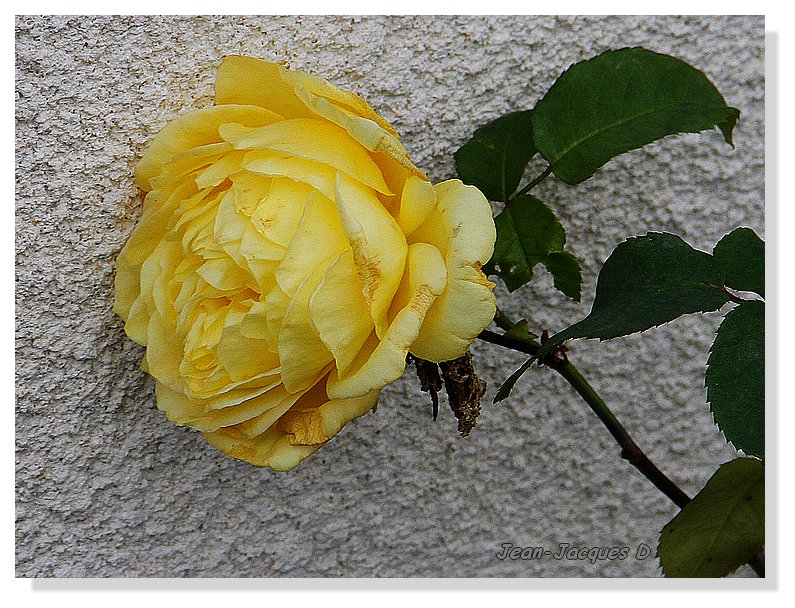 Rose jaune 1101