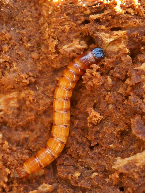 [Melanotus sp.] larve de taupin - ER.389 * - Le Monde des insectes