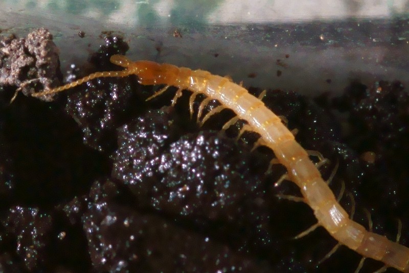 [Cryptops anomalans] chilopode clair de mon jardin . - Le Monde des ...