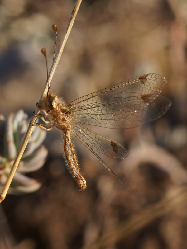 DSC03292R2h080r49.3 - Deleproctophylla australis (l'Ascalaphon de Corse) [Ascalaphidae - N&Atilde;&copy;vropt&Atilde;&uml;res] - adulte (F vierge) sur gramin&Atilde;&copy;e