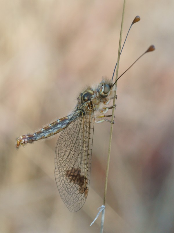 DSC03290R1h080r49.3 - Deleproctophylla australis (l'Ascalaphon de Corse) [Ascalaphidae - N&Atilde;&copy;vropt&Atilde;&uml;res] - adulte (F vierge) sur gramin&Atilde;&copy;e