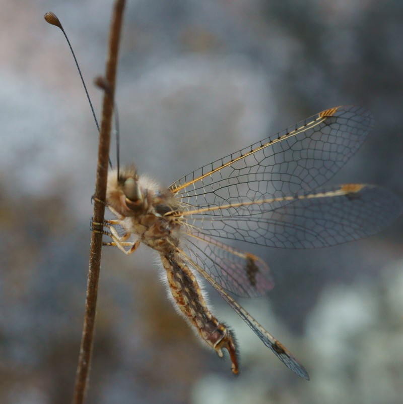 DSC03225R1c080r49.1 - Deleproctophylla australis (l'Ascalaphon de Corse) [Ascalaphidae - N&Atilde;&copy;vropt&Atilde;&uml;res] - adulte (M) sur gramin&Atilde;&copy;e
