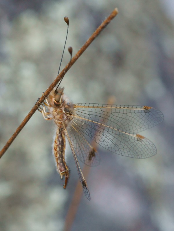 DSC03223R1h080r49.3 - Deleproctophylla australis (l'Ascalaphon de Corse) [Ascalaphidae - N&Atilde;&copy;vropt&Atilde;&uml;res] - adulte (M) sur gramin&Atilde;&copy;e