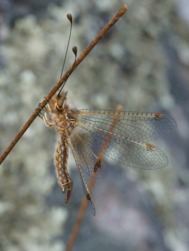 DSC03222R1h080r49.3 - Deleproctophylla australis (l'Ascalaphon de Corse) [Ascalaphidae - N&Atilde;&copy;vropt&Atilde;&uml;res] - adulte (M) sur gramin&Atilde;&copy;e