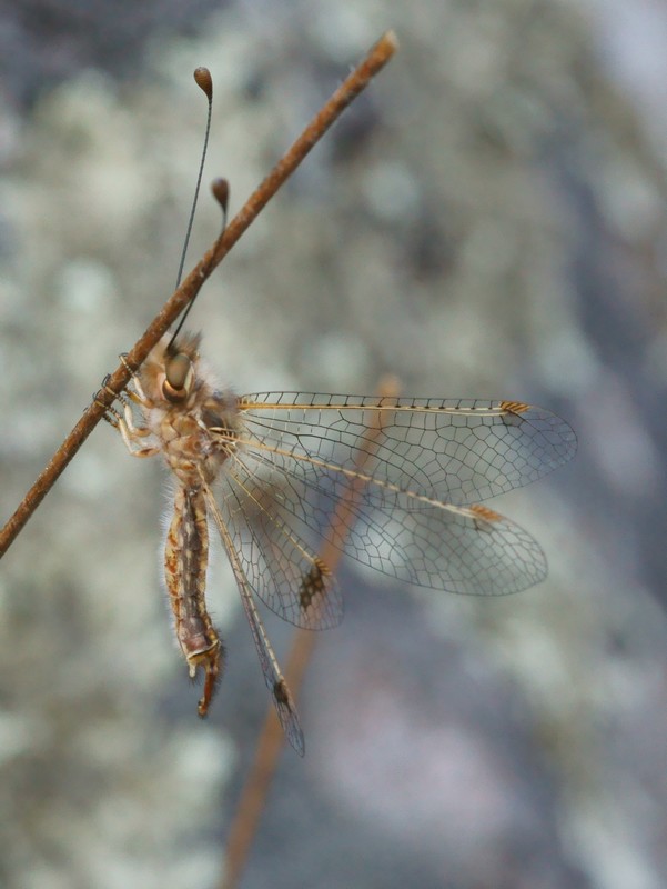 DSC03221R1h080r49.3 - Deleproctophylla australis (l'Ascalaphon de Corse) [Ascalaphidae - N&Atilde;&copy;vropt&Atilde;&uml;res] - adulte (M) sur gramin&Atilde;&copy;e