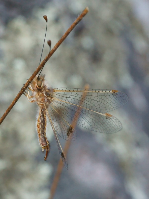 DSC03221R1h080r49.3 - Deleproctophylla australis (l'Ascalaphon de Corse) [Ascalaphidae - NÃ©vroptÃ¨res] - adulte (M) sur graminÃ©e