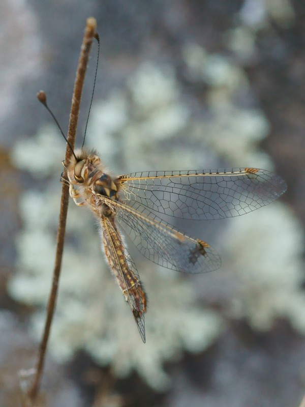 DSC03219R1h080r49.3 - Deleproctophylla australis (l'Ascalaphon de Corse) [Ascalaphidae - N&Atilde;&copy;vropt&Atilde;&uml;res] - adulte (M) sur gramin&Atilde;&copy;e
