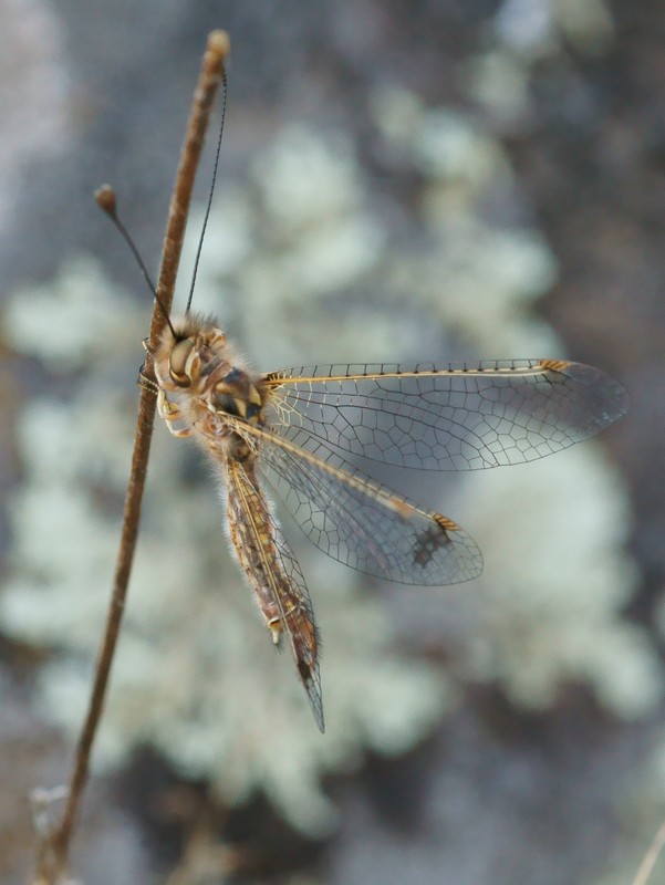 DSC03215R1h080r49.3 - Deleproctophylla australis (l'Ascalaphon de Corse) [Ascalaphidae - N&Atilde;&copy;vropt&Atilde;&uml;res] - adulte (M) sur gramin&Atilde;&copy;e