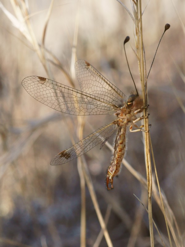 DSC03194R1h080r49.3 - Deleproctophylla australis (l'Ascalaphon de Corse) [Ascalaphidae - N&Atilde;&copy;vropt&Atilde;&uml;res] - adulte (M) sur gramin&Atilde;&copy;e