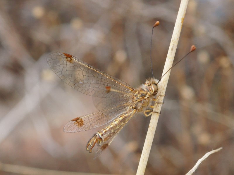 DSC03857R1b080r49.3 - Deleproctophylla australis (l'Ascalaphon de Corse) [Ascalaphidae - N&Atilde;&copy;vropt&Atilde;&uml;res] - adulte (M) sur gramin&Atilde;&copy;e