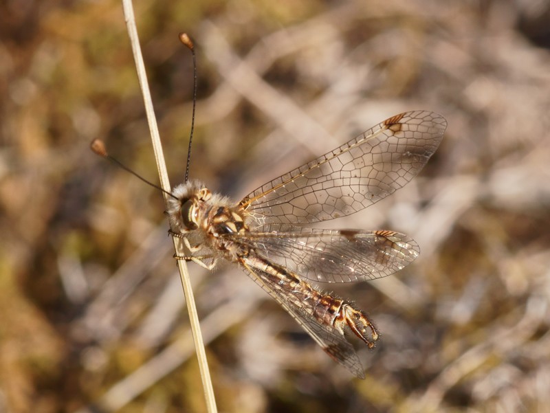 DSC03637R1b080r49.3 - Deleproctophylla australis (l'Ascalaphon de Corse) [Ascalaphidae - N&Atilde;&copy;vropt&Atilde;&uml;res] - adulte (M) sur gramin&Atilde;&copy;e