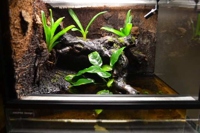 Petit  aquaterrarium 111129064820943639113249