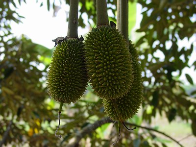 durian-jeune