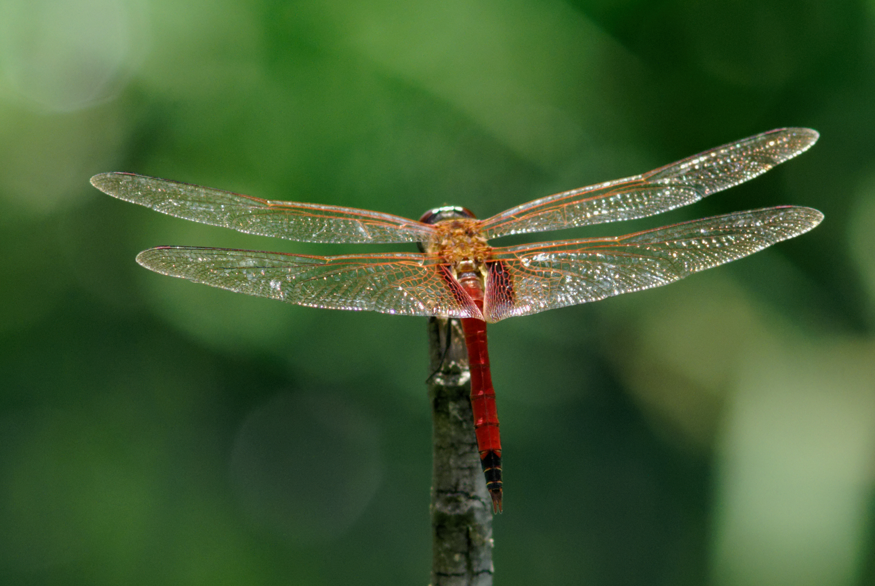 [Tramea calverti] Équilibriste [Guyane] - Le Monde des insectes